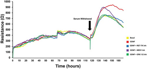 Figure 3. GDNF effect on transendothelial electrical resistance. A representative graph of continuous human BNB TEER measured by ECIS obtained from a single experiment shows the uniform gradual increase in TEER in regular growth medium. Serum withdrawal is associated with an initial increase in resistance that peaks in ~ 16–20 hours with progressive decline until the end of the experiment 48 hours afterwards under basal conditions. GDNF results in a higher TEER that peaks ~ 26–27 hours after serum withdrawal with less decline 48 hours afterwards. Specific inhibitors against RET-tyrosine kinase (RET-TK Inh), MEK1 (MEK1 Inh) and ERK1/2 (ERK 1/2 Inh) abrogate the GDNF-mediated TEER changes.