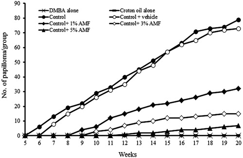 Figure 4. Effect of AMF on the number of papilloma in DMBA induced papillomas bearing mice. Control group indicates DMBA + croton oil alone. Dosage – single dose of DMBA (470 nmol/mouse) in 200 μL acetone. Croton oil (1%) in acetone (200 μL/animal) and 1%, 3% and 5% AMF in propylene glycol, twice in a week for 6 weeks. The number of papillomas per animals was recorded up to 20 weeks.