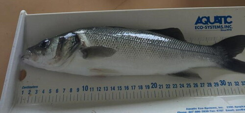 Figure 1. Image of European sea bass with OWI of 1.0, showing normal individual-specific welfare indicators.