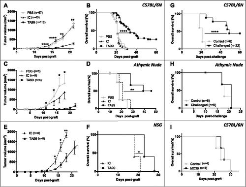 Figure 1. Long-term anti-tumor immunity in TA99-treated mice relies on a specific T-cell memory response. C57BL/6N (A, B), athymic nude (C, D) and NSG (E, F) mice engrafted with 5.104 B16F10 melanoma cells received 6 injections (i.p.) of TA99 mAb (TA99), isotype control (IC) or PBS (PBS). The mean tumor sizes ± SEM (A, C, E) and Kaplan-Meier survival curves (B, D, F) are shown. Kaplan-Meier survival curves for tumor-free TA99-treated C57BL/6N (G) and athymic nude (H) mice after a second injection (s.c.) of 5.104 B16F10 cells on the opposite flank (challenge). (I) Tumor-free TA99-treated C57BL/6N mice were challenged (s.c.) with 5.105 MC38 colon adenocarcinoma cells (MC38). For G, H and I, a group of newly grafted C57BL/6N or athymic nude mice was used as control. *p < 0.05; **p < 0.01; ****p < 0.0001 (log-rank test for Kaplan Meier survival curves and non-parametric Mann-Whitney test for tumor growth).