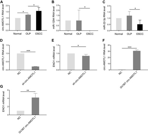 Figure 3 Circ-AMOTL1 increased in OSCC and regulated ENO1 positively.