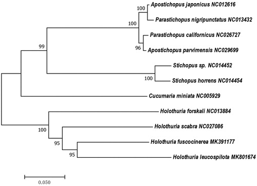 Figure 1. Phylogenetic tree based on the 16S rRNA in the mitochondrial genome of Holothuria fuscocinerea.