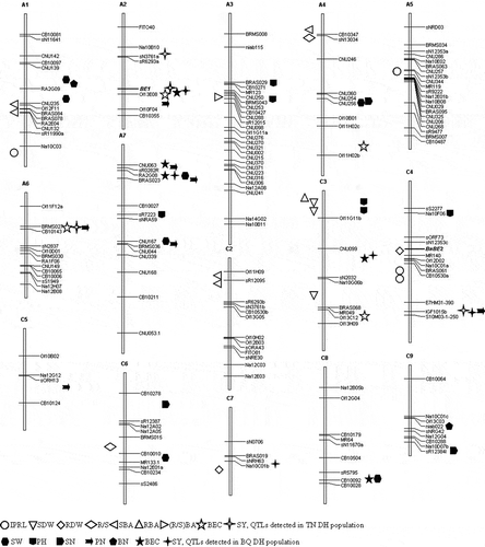 Figure 3 QTLs for boron (B) efficiency related traits detected at Brassica napus L. seedling stage (left) and maturity stage (right). IPRL: increment of primary root length, SDW: shoot dry weight, RDW: root dry weight, R/S: ratio of RDW to SDW, SBA: shoot boron accumulation, RBA: root B accumulation, (R/S) BA: the ratio of RBA to SBA, BEC: boron efficiency coefficient, SY: seed yield, PH: plant height, BN: branch number, PN: pod number, SN: seed number, SW: seed weight, QTL; quantitative trait locus, TN DH population, derived from the cross between Tapidor and Ningyou 7; BQ DH population, derived from the cross between Qingyou 10 and Bakow.