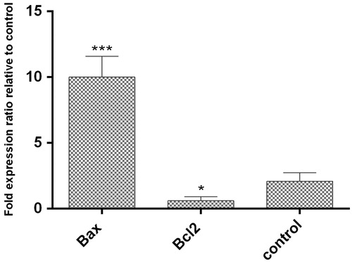 Figure 10. The expression of Bax and Bcl2 genes level comparing to reference gene (GAPDH). The expression ratio of Bcl2 and Bax genes in HT29 cancer cell line treated with AgNPs was reduced by 0.43 ± 0.53% and increased by 10.33 ± 0.76% within 24 h, respectively. (p < .05)*, p < .01**, p < .001***, n = 3).