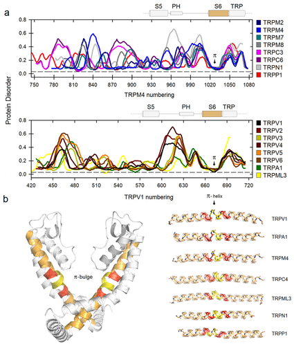 Figure 1. a) Disorder propensities for amino acid sequences of the VSLD in TRP channels. The region of higher protein order corresponds to the π-bulge at S6 (arrow). π-helices are depicted in yellow and α-helices in orange and red. b) Flexibility profiles were calculated based on the 11-residue sequence shown here in the red-yellow-red pattern. As an example, the structure of TRPV6 (PDB code 6bo8) shows the transmembrane pore helices bundle. The channel is oriented with the extracellular side on top. Two of the four monomers are shown for clarity. Only the S6 segment is presented in color.