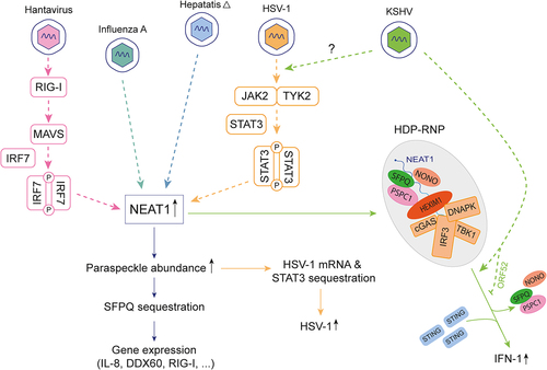 Figure 5. Paraspeckle components actively contribute to the dynamics of viral infections. Overexpression of NEAT1 in response to viral infection increases the assembly of paraspeckles, which exert antiviral effects by sequestering SFPQ, thus attenuating its transcriptional inhibitory effect on antiviral genes (IL-8, DDX60 and RIG-I) (light blue and pink). Conversely, paraspeckles have pro-viral effects for HSV-1, as STAT3 sequestration promotes increased HSV-1 replication (orange). Upon non-self DNA detection, paraspeckle proteins disengage from the NEAT1-HEXIM complex, which in turn activates the cGAS-STING pathway, culminating in activation of IFN gene transcription (green). KSHV encodes ORF52 which inhibits the formation of HDP-RNP complex.