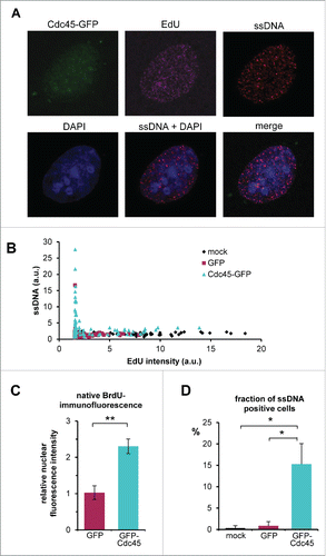 Figure 8. Accumulation of ssDNA in Cdc45 overproducing cells. After one cell cycle in medium supplemented with BrdU, cells were transfected with vectors encoding GFP or Cdc45-GFP or empty vector. Newly synthesized DNA was labeled by a 15 min pulse of EdU immediately before fixation. ssDNA was visualized by immunofluorescence against BrdU under non-denaturating conditions (without the HCl step), and newly synthesized DNA was detected by fluorescent click conjugation of incorporated EdU. (A) Representative image of ssDNA foci in a Cdc45-GFP overexpressing cell. (B) Cdc45-induced increase of ssDNA foci as DNA synthesis decreases. Native BrdU fluorescence intensities of individual nuclei were plotted against the EdU-staining representing the DNA synthesis rate. (C) Average native nuclear BrdU fluorescence was increased in Cdc45-GFP transfected cells. Average fluorescence intensities were calculated relative to mock transfected cells (to allow comparison of multiple independent experiments). GFP-transfected cells displayed a mean fluorescence comparable to the control, whereas staining of the Cdc45-GFP transfected cells increased by a factor of two. (D) About 15 % of the Cdc45-GFP transfected cells showed elevated ssDNA levels, compared to 1-2 % of cells in the respective controls (D). At least 300 cells per treatment were analyzed. Error bars represent standard deviation between at least 3 independent experiments.