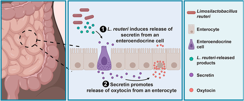 Figure 5. L. reuteri promotes the secretion of oxytocin from enterocytes through stimulation of secretin. Working model for L. reuteri mediated secretion of oxytocin. Oxytocin exists in enterocytes in the human small intestine. Its secretion is promoted by L. reuteri via secretin, which is produced in enteroendocrine cells. Figure made in BioRender.