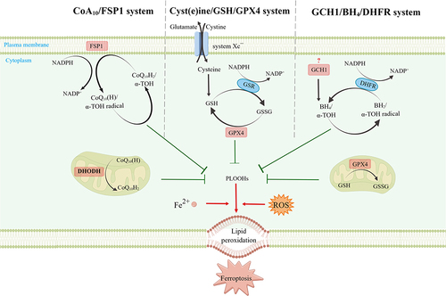 Figure 2 Regulation of ferroptosis suppressing pathways and suppressors. This figure was created with Figdraw (www.figdraw.com). Cytoplasmically located GPX4, mitochondrially located GPX4 and DHODH, plasma membrane located FSP1, and GCH1 (“?” indicates that the exact subcellular localization is unknown), together mediating the ferroptosis defense mechanism.