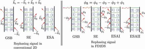 Figure 3. Feynman diagrams of the interaction pathways that give rise to rephasing signals in conventional 2D (left) and FD2DS (right). Similar pathways contribute to non-rephasing signals (see [Citation53] and [Citation46] for details). Dashed arrows represent coherent emission and wiggly arrows represent fluorescence from the system. Three pathways, ground state bleach (GSB), stimulated emission (SE) and excited state absorption (ESA), contribute to the signal in conventional 2D. The contributions from GSB and SE are positive while the contribution from ESA is negative. The sign of the contribution is given by (−1)n, where n is the number of interactions on the bra (or the ket) of the density matrix. Four pathways, GSB, SE, ESAI and ESAII, contribute to the signal in FD2DS out of which GSB, SE and ESAI have negative contributions and ESAII has positive contribution [Citation47]. In most molecular system, the population in the second excited state, |2⟩ relaxes to the first excited state, |1⟩, from which the fluorescence is emitted. Thus, ESAI and ESAII cancel each other, leaving GSB and SE as the net contributors to the signal.