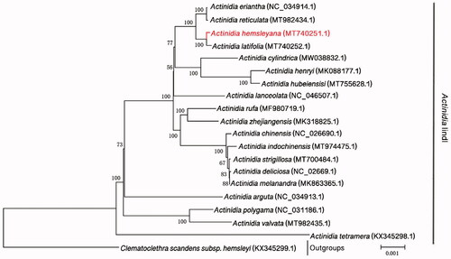 Figure 1. Phylogenetic position of A. hemsleyana in genus Actinidia as inferred by MP analyses of chloroplast genome sequences. Numbers above the lines indicate the maximum likelihood bootstrap value >50% for each clade.