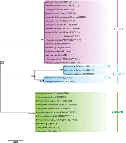 Fig. 13. Phylogenetic tree of Arthrospira strains based on cpcBA-IGS partial sequences (454 bp) and reconstructed using the Maximum likelihood (ML) analysis. Numbers above branches indicate the bootstrap value (as percentages of 1000 replications) for ML method and the posterior probabilities for Bayesian inference method, respectively. Strains of the present study are indicated in bold font.