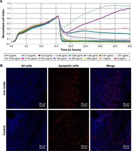 Figure 5 Evaluation of the effect of DATS-MIONs on myocardial protection.Notes: (A) Proliferation of embryonic cardiomyocyte H9C2 cells incubated with different concentrations of DATS-MIONs as monitored on a real-time cell analyzer. (B) TUNEL assay of myocardial tissues harvested from treated (iron oxide, top) and untreated (control, bottom) mice with IR-induced heart injury. Apoptotic cells were stained positive in the assay and highlighted by the red fluorescence that they emitted. (C) Representative echocardiograms of a mouse with MI in which DATS-MIONs were injected and a mouse with MI as a control that did not receive any treatment. (D) Column charts comparing the heart rate, ejection fraction, and fraction shortening of the three abovementioned murine models. Bars represent standard error of mean. *P<0.05.Abbreviations: DATS, diallyl trisulfide; IR, ischemia–reperfusion; MI, myocardial infarction; MIONs, mesoporous iron oxide nanoparticles.