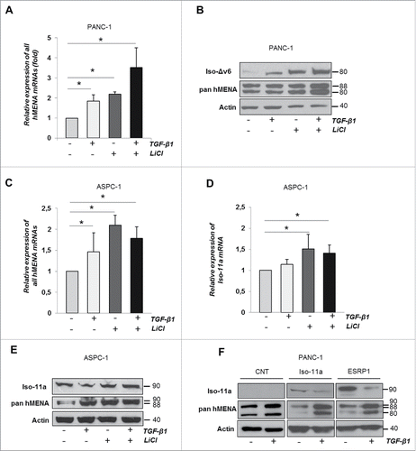 Figure 6. TGF-β1 cooperates with β-catenin signaling to increase hMENA and Iso-Δv6 but not Iso-11a expression. (A) qRT-PCR analysis of mRNA levels of all hMENA isoforms of PANC-1 cells treated with TGF-β1 and/or LiCl (24 h). (B) WB analysis of PANC-1 untreated or TGF-β1 and/or LiCl-treated (48 h). (C) qRT-PCR analysis of mRNA levels of all hMENA isoforms in ASPC-1 untreated or TGF-β1 and/or LiCl-treated (24 h). (D) qRT-PCR analysis of Iso-11a mRNA in ASPC-1 untreated or TGF-β1 and/or LiCl-treated (24 h). (E) WB analysis of ASPC-1 cells treated with TGF-β1 and/or LiCl (48 h). (F) WB analysis of Iso-11a and ESRP1 transfected PANC1 cells, untreated or TGF-β1-treated (48 h). Data are mean ± SD of three independent experiments. *p ≤ 0.05.
