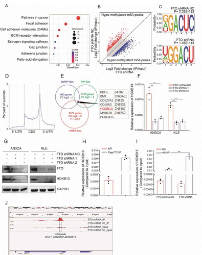 Figure 3. FTO recognizes and regulates m6A in HOXB13 mRNA. (A) KEGG enrichment map of genes specifically enriched by RNA-seq after FTO knockdown. (B) MeRIP-seq detects changes in m6A modifications in mRNA after silencing FTO expression. (C) Top motif identified by HOMER with m6A-seq peaks. (D) Distribution of new m6A peaks in mRNA detected by MeRIP-seq after knocking down FTO expression. (E) Venn diagram shows the genes enriched by MeRIP-seq, RNA-seq, and RIP-seq. (F, G) qPCR and WB confirmed decreased HOXB13 mRNA after FTO knockdown in AN3CA and KLE cells. (H) RIP-PCR validates exogenous FTO binding to HOXB13 mRNA. (I) MeRIP-PCR confirmed that the m6A peak in the 3ʹ untranslated region of HOXB13 mRNA was regulated by FTO. (J) The m6A peak in HOXB13 mRNA transcripts in FTO knockdown samples (IP and input) and the negative control (IP and input). Error bars indicate means ± SDs, **P < 0.01