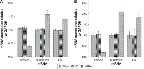 Figure 2 S100A4, E-cadherin, and p53 mRNA expression levels by quantitative real-time PCR both at 24 hours (A) and 48 hours (B).