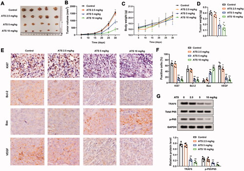 Figure 6. Influence of Asiaticoside on osteosarcoma in vivo. U2OS cells (5 × 106) were subcutaneously injected into the right hind legs of mice. After 5 days, 2.5, 5, or 10 mg/kg ATS was administered to mice by oral gavage every 2 days for 30 days. (A and B) Analysis of the tumour growth. (C) Body weight of mice. (D) Analysis of the tumour weight of mice. (E and F) The expression of Ki-67, Bcl-2, VEGF, and Bax was measured using an immunohistochemical assay. (G) Western blot analysis of TRAF6, total P65, and p-P65 protein levels. *p < 0.05, **p < 0.01 vs. control.