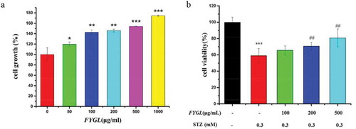 Figure 3. Effect of FYGL on cell growth and cell viability in STZ‐induced INS‐1 cells. (a) INS‐1 cells were incubated with various concentrations of FYGL (0, 50, 100, 200, 500 and 1000 μg·mL−1) for 24 h, and cell growth was measured by CCK-8 assay. (b) INS‐1 cells were pre-treated with FYGL (0, 100, 200, 500 μg·mL−1) for 4 h, then incubated for 24 h with or without 0.3 mM STZ. The cell viability of INS‐1 cells was determined by CCK-8 assay. All data were presented as mean ± S.D. (n = 5). ## P < 0.01 compared with STZ group; * P < 0.05, ** P < 0.01, *** P < 0.001 compared with control group. STZ: streptozotocin