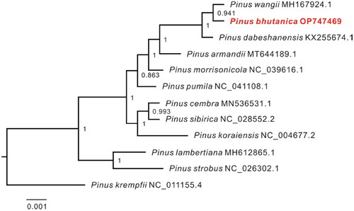 Figure 3. Maximum-likelihood (ML) tree inferred by FastTree with the GTR substitution model based on the complete chloroplast genome sequences of P. bhutanica and 10 other species in subsection Strobus. The numbers on the nodes represent the support values. The following sequences were used: Pinus wangii MH167924.1 (Yang et al. Citation2018), Pinus dabeshanensis KX255674.1 (Duan et al. Citation2016), Pinus armandii MT644189.1 (Jia et al. Citation2020), Pinus morrisonicola NC_039616.1 (Zeb et al. Citation2020), Pinus pumila NC_041108.1 (Zeb et al. Citation2019), Pinus cembra MN536531.1 (Schott et al. Citation2019), Pinus sibirica NC_028552.2 (Baturina et al. Citation2019), Pinus koraiensis NC_004677.2 (available in the GenBank of NCBI), Pinus lambertiana MH612865.1 (Gernandt et al. Citation2018), Pinus strobus NC_026302.1 (Zhu et al. Citation2016), and Pinus krempfii NC_011155.4 (Cronn et al. Citation2008).