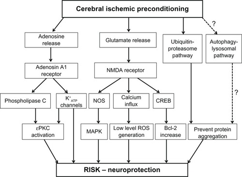 Figure 1 Signaling pathways involved in cerebral ischemic preconditioning. Triggering pathways include activation of the NMDA and adenosine A1 receptors which in turn are involved in activating some intracellular signaling pathways such as MAPKs, PKC, bcl-2, heat shock proteins, ubiquitin–proteasome pathway, and autophagic-lysosomal pathway. These pathways probably involve activation of the RISK program.