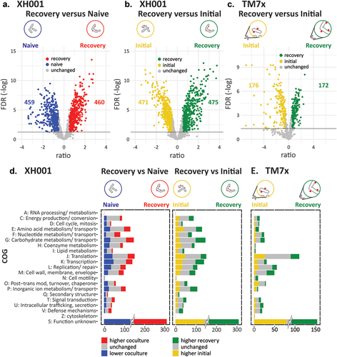 Figure 2. Significant differences between conditions. a) volcano plot of the log2 ratio of expression levels and -log of the FDR. Shown is XH001 recovery phase coculture versus naive. Colored dots indicate genes that made the 0.05 FDR and 0.5 log2 ratio cutoffs. Blue: lower in recovery; red: higher in recovery; yellow: higher in initial encounter coculture; Green: higher in recovery phase coculture. The number of significantly differentially expressed genes are shown on the plots. b) XH001 recovery phase coculture versus initial encounter coculture. c) the TM7× comparison of recovery phase coculture versus initial encounter coculture is also shown. d-e) significantly differentially expressed genes for the clusters of orthologous groups are shown for d) XH001 compared to naive and compared to the initial encounter and e) TM7×. The number of unchanged (grey) and significantly differentially expressed genes (colored) for each COG are shown. To prevent the large number of genes in cluster S: unknown function from dominating the scale, only the significant differences are shown at full value. XH001 contains 621 genes annotated as S: unknown function. TM7× contains 260.