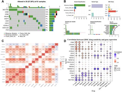 Figure 3 Genetic mutation landscape and drug sensitivity analysis of immune checkpoints in STAD. (A) Oncoplot displaying genetic mutation landscape of immune checkpoints in TCGA STAD cohort. (B) Cohort summary plot displaying distribution of variants according to variant classification, type and SNV class. Bottom part (from left to right) indicates mutation load for each sample, variant classification type. (C) A heat map of the correlation between each member of immune checkpoints. Red color represents positive correlation, blue color represents negative correlation. (D) The correlation between immune checkpoints and drug or small molecules. The Pearson correlation represent the immune checkpoints expression correlates with the drug. The positive correlation means that the gene high expression is resistant to the drug, vise verse. *p < 0.05, **p < 0.01.