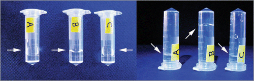Figure 3 Photographs of a tube with sample solution containing (A) water, (B) unagitated long-straight β2m fibrils displaying gel-like properties and (C) long-straight β2m fibrils that have been fragmented to an average length of ∼400 nm through mechanical stirring. Sample tubes are shown lying down (left photo) or standing in an up side down position (right photo). An arrow indicates the position of the meniscus in each case. The unagitated fibril sample (B) is demonstrating gel-like properties as the meniscus does not follow the tilt of the sample tube (left), nor does the solution readily flow compared with water or fragmented fibril sample (right) likely due to increased viscosity.