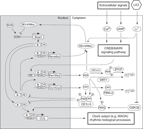 Figure 2. Transcriptional–translational feedback network constituting the mammalian circadian clock. A primary negative feedback loop involves the genes Clock (protein abbreviated with C) and its paralog neuronal PAS domain protein 2, Npas2 (protein abbreviated with N), Bmal1, the period homologs Per1, Per2, and the cryptochromes Cry1, Cry2. The secondary feedback loop is composed of Rev-erbα and retinoic acid receptor related orphan receptor (ROR) whose gene products bind ROR response elements (ROREs) in the Bmal1 promoter and repress or activate this gene, respectively. In addition to transcriptional activators and repressors, post-translational modification and degradation of circadian clock proteins are crucial steps for determining circadian periodicity. Key kinases for PER and CRY phosphorylation are casein kinase 1 ε (CK1ε) and CK1δ. Phosphorylation of PER and CRY proteins leads to facilitated nuclear transport or alternatively targets them for polyubiquitination and degradation by the 26S proteasomal pathway involving the β-TrCP1 and FBXL3 E3 ubiquitin ligase complexes. The output of this clock mechanism is the transcriptional regulation of clock-controlled genes (CCG) that mediate rhythmic biological processes. The autoregulatory feedback loop mechanism of the circadian clock can be adjusted to external events via activation of the CREB/MAPK (mitogen-activated protein kinase) signaling pathway that impinges on Per gene regulation. Pharmacological agents such as lithium ions (Li+) can modulate clock protein stability and modulate the circadian cycle and associated biological processes.