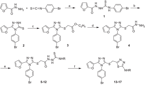 Scheme 1.  Reagents and conditions: (a) EtOH, reflux, 2 h; (b) 1M NaOH, reflux, 3 h, 1 M HCl; (c) BrCH2COOEt, KOH, EtOH, reflux, 2h; (d) H2NNH2.H2O, EtOH, reflux, 3 h; (e) RNCS, EtOH, reflux, 3–4 h; (f) (i) conc. H2SO4, 0–4°C, (ii) Na2CO3.