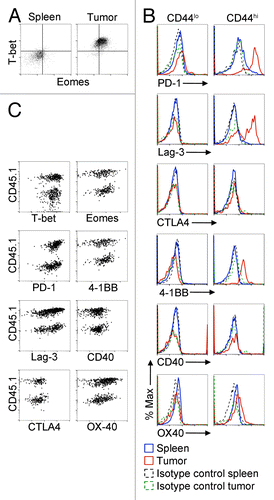 Figure 1. Co-expression of Eomes, T-bet, PD-1, Lag3, 4-1BB, and OX40 by CD8+ CD44hi infiltrating lymphocytes in EG7 tumors. (A–C) Cytofluorometric analysis of tumor-infiltrating lymphocytes (TILs) present in harvested EG7 tumors 21 d after tumor cell s.c. inoculation into the flank of C57BL/6 host mice. Tumors were enzymatically dissociated to a single cell suspension and cells were stained with fluorophore-conjugated antibodies against the indicated markers. Flow cytometry was performed by gating on CD8+ cells. (A) Dot plot showing the expression of T-bet and Eomes in CD8+ CD44hi cells among TILs vs. splenic controls. (B) Histograms of the expression of the indicated proteins in either CD8+ CD44lo or CD8+ CD44hi tumor or spleen control cells, as indicated. Data in (A) and (B) are representative of at least 3 independent experiments. (C) 5 × 104 OVA-specific CD8+ T cells magnetically enriched from spleen preparations from CD45.1 OT-1 donor mice were adoptively transferred to each mouse by i.v. injection on the same day as EG7 flank tumor inoculation. TILs were harvested 21 d later and analyzed by flow cytometry, as above. Dot plots show expression of the indicated marker in CD45.1+ (donor derived) and CD45.1− (host derived) subsets of CD8+ CD44hi cells. Data are representative of three independent experiments. 4-1BB/TNFRSF9, tumor necrosis factor receptor superfamily member 9; Eomes, eomesodermin; CTLA4, cytotoxic T-lymphocyte antigen 4; Lag3, lymphocyte-activation gene 3; PD-1, programmed cell death-1; T-bet/Tbx21, T-box 21.