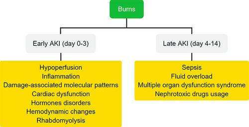 Figure 2 The causes of burn-induced AKI can be divided into two stages.