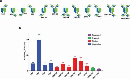 Figure 4. FACS binding of anti-HER2 scFv-fused AlbuCORE_1 constructs to HER2 positive cell line SKOV3. The constructs depicted in the top panel were devised to demonstrate the influence of valency, geometry, and fusion site on binding affinity. Affinities are depicted as bar graphs for each construct, colored according to valency. The constructs are named according to the valency (numbers 1 through 4 representing the number of scFv moieties) and according to the chain and termini used (chains A and B, N or C termini). For example, the construct 2AC-BN contains two scFv fusions (bivalent), one to chain A, C-terminal and another one to chain B, N-terminal.