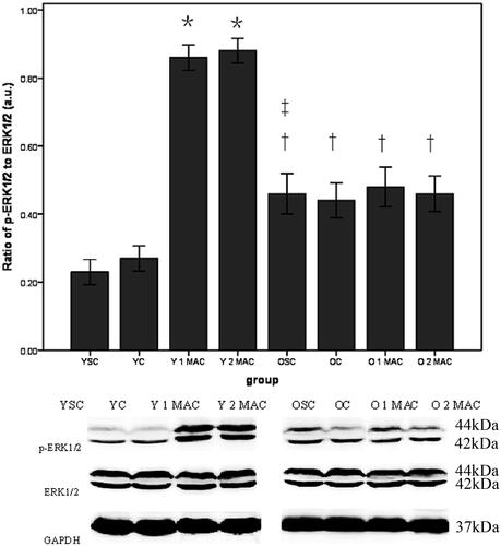 Figure 6. Phosphorylation of ERK1/2 in different groups. Data are given as mean ± SD (n = 4/group). GAPDH was used as loading control. a.u.: arbitrary units; YSC: young sham control; YC: young control; Y: young; MAC: minimal alveolar concentration; 1 or 2 MAC: 1 or 2 MAC sevoflurane postconditioning; OSC: old sham control; OC: old control; O: old. *p < 0.05 vs. YC. †p < 0.05 vs. Y 1 MAC or Y 2 MAC. ‡p < 0.05 vs. YSC.