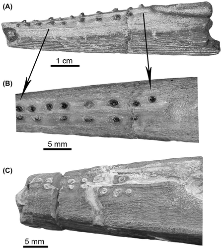 Figure 3. Parallel rows of hooks in Hybodont fin spines Middle Jurassic of England (A–B) and Lower Cretaceous of Colombia (C).