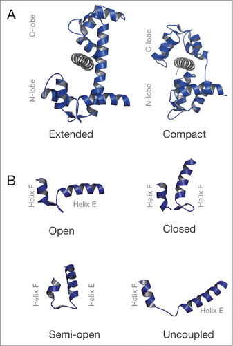 Figure 2. Structure of CaM and its EF-hand motifs in various conformations. (A) Structures of CaM (blue) bound to a target sequence (gray) in the extended (PDB ID: 3CLN) and compact conformation (PDB ID: 2IX7). (B) EF-hand conformations found in CaM. Top row: EF-hand in an open (PDB ID: 1CLL) or closed (PDB ID: 1CFC) conformation. Bottom row: The semi-open (PDB ID 2IX7) and the uncoupled conformation of the EF-hand motif (PDB ID 4R8G). Figure 2B is adapted from Lu et al.Citation34