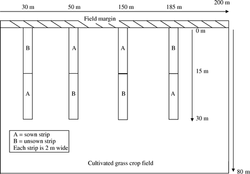 Figure 1.  The location of the ploughed sown and unsown strips and the field margin bordering the grass crop field. The field margin was on average 3 m wide.