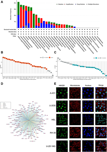 Figure 2 Genetic alterations, cellular localization, and interaction of HMGB1. (A) Mutation status of HMGB1 in different tumors. (B) Correlation between HMGB1 expression levels and copy number in different tumors. (C) Correlation between HMGB1 expression levels and methylation in different tumors. (D) Proteins that might interact with HMGB1 through ComPPI database. (E) Intracellular localization of HMGB1 protein in cell lines through HPA database.