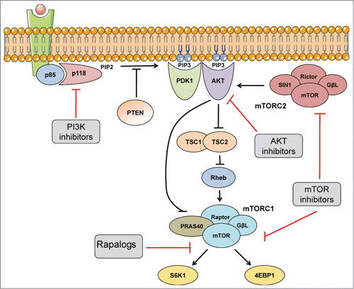 Figure 2. The PI3K/AKT pathway. Main transduction signals of the PI3K pathway. Blue phospholipids indicate PIP3 second messenger. Arrows indicate activation while bars represent inhibition. Red bars show pharmacologic targets of the pathway. Images were taken from Servier Medical Art.