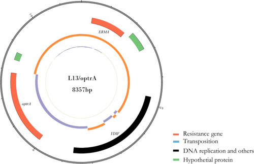 Figure 2 Circular representation of the L13/optrA plasmid. Moving from inside to outside in the plasmid circular map, slots1–3 (slot 1, GC skew; slot 2, GC content; slot 3, open reading frames: 23S rRNA adenine(2058)-N(6)-methyltransferase ERMA, Putative ATP-binding protein YDIF, optrA).