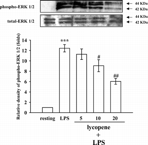 Figure 4  Effect of lycopene on ERK1/2 phosphorylation in LPS-activated microglia. Microglia (5 × 105 cells/mL) were treated with various concentrations of lycopene (5, 10, and 20 μ M) or an isovolumetric solvent control (0.1% DMSO) for 30 min, followed by the addition of LPS (100 ng/mL). ERK1/2 phosphorylation was determined by Western blotting with a monoclonal antibody that recognizes only phosphorylated ERK1/2 (p42/p44). Data are presented as the means ± SEM. (n = 3). ***p < 0.001 compared with the resting group; # p < 0.05 and # #p < 0.01 compared with the LPS-treated group.