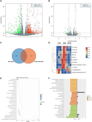 Figure 2. Differential expression of long non-coding RNAs (lncRNAs) in the three experimental groups (n = 3). (A, B) Volcano plots comparing lncRNAs expressed in the CR vs. the MD and the MD vs. the APS groups. (C) A Venn diagram comparing significantly different differentially expressed lncRNAs from the CR vs. the MD groups and the MD vs. the APS groups. (D) A heatmap comparing the expression of 11 lncRNAs between the CR, MD, and APS groups. The results of GO analysis are represented by bubble plots (E) and the results of KEGG analysis are represented by histograms (F); both plots were used for the enrichment analysis of differentially expressed lncRNAs.