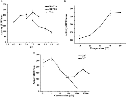 Figure 3.  Effect of pH, metal ion and temperature on cd-MMP-1 activity. (A) pH effect on the catalytic activity of cd-MMP-1. Activity of cd-MMP-1 was monitored in 50 mM Bis-Tris buffer (pH 6.0–7.0, squares), 50 mM HEPES buffer (pH 7.0–8.0, circles) or 50 mM Tris buffer (pH 7.5–9.0, triangles). The data points are means ± SE for triplicate experiments. (B) Temperature optimum profiles of purified cd-MMP-1. The data points are means ± SE for triplicate experiments. (C) Effect of zinc and calcium concentration on catalytic activities of cd-MMP-1. Hydrolysis of the fluorogenic peptide substrate was monitored in HEPES buffer (pH 7.5). Activities at varied ZnCl2 concentrations in the presence of 5 mM CaCl2 are shown as open circles and activities at varied CaCl2 concentrations in the presence of 1 µM ZnCl2 are shown as closed circles. The data points are means ± SE for triplicate experiments.