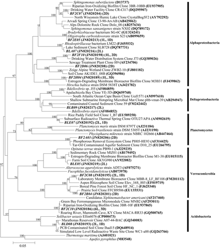 Fig. 8 Neighbor-joining tree inferring the phylogenetic placement of SSU rRNA gene sequences obtained from biofilms found in Carter Saltpeter Cave, Carter County, TN in this study for sequences clustering in the Alpha- and Deltaproteobacteria as well as Planctomycetes, Verrucomicrobia, and Acidobacteria. The number of sequences from each library [Mn Falls Light (L) and Mn Falls Dark (D)] representing a particular OTU is given in parentheses following the NCBI accession number. Alignments were created using the on-line SILVA aligner. Dendogram was created using PHYLIP. Bootstrapping values are shown for nodes that were supported >50% of the time and with maximum-likelihood analysis (data not shown). Aquifex pyrophilus and Thermotoga maritima were used as outgroups. Branch lengths indicate the expected number of changes per sequence position (see scale bar).