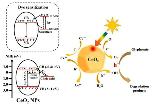 Figure 16. Possible photocatalytic mechanism for PMG degradation on citric acid -modified ultrasmall CeO2 NPs.[Citation35]