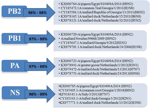 Figure 2. Similarity of the Egyptian reassortant H9N2 viruses with their genetically related viruses.