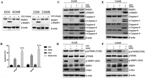 Figure 6. Montelukast and carfilzomib induced the pro-apoptotic effect in carfilzomib-resistant cells. (a) 8226R and U266R were treated with 50 nM carfilzomib for 24 hours and cell lysates were assessed for PARP1 by western blot. (b) Combined treatment significantly overcame carfilzomib resistance and increased apoptotic cells compared with montelukast alone treatment. (c-f) U266R and 8226R cells were treated with 30μM montelukast or 10nM carfilzomib or combination for 24 hours, and cell lysates were assessed by western blot for PARP1, cleaved caspase 3, cleaved caspase 9, cleaved caspase 8 and mTOR signaling pathway. MNK: montelukast. CFZ: carfilzomib. ***P ≤ 0.001 compared with other groups. CTL: control. c-caspases 3, 8, and 9: cleaved caspases 3, 8, and 9. c-PARP1: cleaved PARP1.