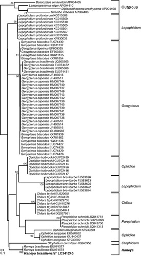 Figure 2. Maximum likelihood tree of Ophidiinae cox1 sequences. The cox1 sequence of the specimen obtained in this work is indicated in bold and with an asterisk. Bootstrap supports above 50% are indicated near the corresponding node.