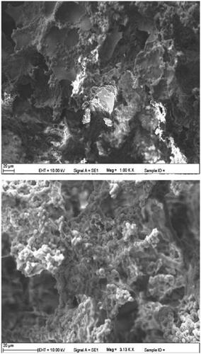 Figure 1. SEM images of p(HEMA-GMA) cryogel discs.