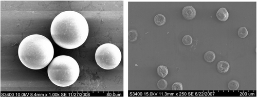 Figure 1.  SEM image of (a) uncoated calcium alginate microspheres; (b) polyelectrolyte-coated alginate microspheres.