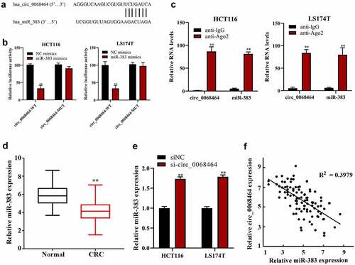 Figure 3. The correction between circ_0068464 and miR-383 in colorectal cancer. (a) The binding site between miR-383 and circ_0068464 was predicted by bioinformatics website; (b–c) dual-luciferase (b) and RIP (c) were applied to determine the targeted relationship between circ_0068464 and miR-383, **P < 0.01 vs. anti-IgG group; (d-e) QRT-PCR was utilized to check miR-383 expression in colorectal cancer tissues (d) and cells of each group (e), **P < 0.01 vs. Normal group; **P < 0.01 vs. siNC group; **P < 0.01 vs. NC group; (f) Pearson correlation analysis was utilized check the expression of correlation between circ_0068464 and miR-383 in colorectal cancer tissues.